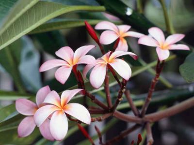 frangipani-flowers.jpg